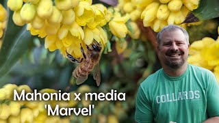 Mahonia x media Marvel [upl. by Zink343]