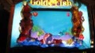 Goldfish Slot Machine Three BonusesMax Bet [upl. by Nager]