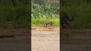 wildlife pantanal brazil jaguar [upl. by Horan624]