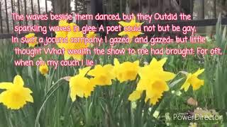 Daffodils Malayalam Translation [upl. by Minabe]