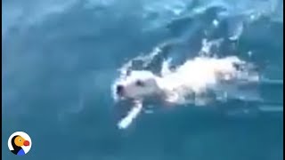 Puppy Rescued From MIDDLE OF THE SEA  The Dodo [upl. by Blainey]