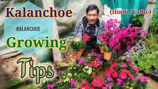 Khubaurat Flowers ke liye Hybrid Kalanchoe Grow Kare  Hindi  Urdu [upl. by Howlan]