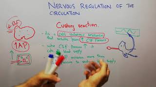 CVS physiology 131 cushing reaction [upl. by Ahtimat]