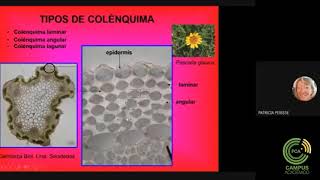 Sistema Fundamental Parénquima Colénquima y Esclerénquima Parte 3 [upl. by Tisha]