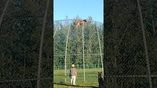 training Belgian malinois climbs more then 20feet [upl. by Yerhpmuh504]