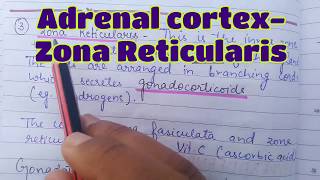 Zona Reticularis  Adrenal cortex  Gonadocorticoids  Androgens  Adrenal Virilism  Adrenal Glands [upl. by Frerichs846]