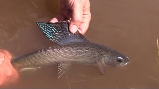 Fishing for Grayling and Big Brook Trout on Boulder Mountain [upl. by Premer453]