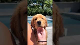 One Month Vs One Year golden retriever transformation shots feed dogbreedpets doglover love [upl. by Aric]