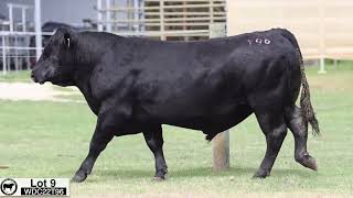 Lot 9 WDC22T96 Coonamble Angus 2024 [upl. by Circosta]