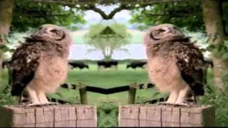 Yeo Valleys Ted the Owl dancing [upl. by Greeson310]