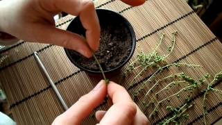 How to propagate the String of Pearls plant  Senecio rowleyanus [upl. by Koziel]