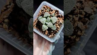 Hawothia pygmaea haworthia succulent shorts [upl. by Fitts]