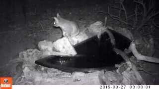 Australian native Brushtail Possum drinking [upl. by Nosneh417]