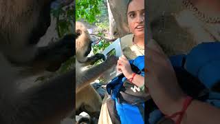 Langur ji gor se dekhre silver button [upl. by Ahsiele]