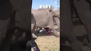 How Elephants Protect Their Babies A Mother’s Instinct in Action [upl. by Housum]