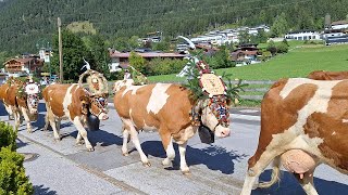 Almabtrieb in Maurach am Achensee Tirol [upl. by Ange]