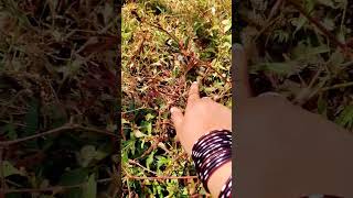 Melaga melaga vachi🦋🍂Tuch me not plantsplants video short reels [upl. by Suckram552]