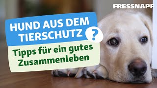 Herausforderungen bei Hunden aus dem Tierschutz I Tipps zur Anschaffung I FRESSNAPF [upl. by Porter]