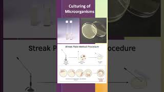 Culturing of Microorganisms [upl. by Argyres770]