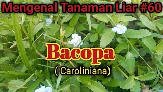 Tanaman Bacopa  Caroliniana [upl. by Enelrahc]