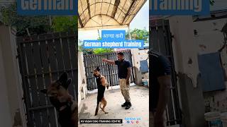 आग्या करी German shepherd Training session 352 shorts [upl. by Anialeh]