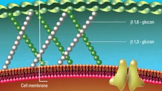 Overview of the Fungal Cell Structure [upl. by Cire]