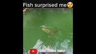 Catfish Surprised Me 🙀 fishing silure catfish shorts [upl. by Hsirk]