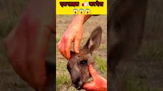 हैरान हो जाओगे 😱😱When a baby kangaroos mother diestrending facts shorts viralvideo facts [upl. by Llenrrad498]