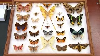 Spot the difference butterfly or moth  Natural History Museum [upl. by Enirtak809]