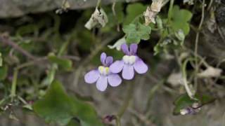 Flower Gardening Tips  How to Grow Kenilworth Ivy Cymbalaria Muralis [upl. by Kally444]