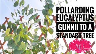 Pollarding amp pruning potted eucalyptus gunnii to a standard tree Part 2 [upl. by Schoof]