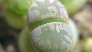 Lithops otzeniana Brakfontein SH531 6 Months Old And Time Lapse [upl. by Janean]