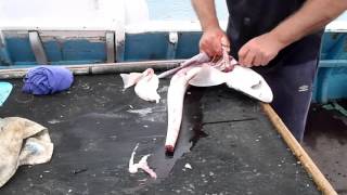 Cooking Fish Skinning a Smoothound  Dogfish  Gummy Shark ready for cooking and eating [upl. by Eanyl701]