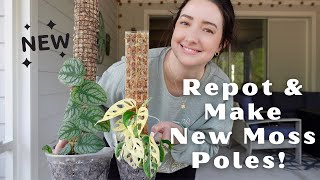 Repot and Make New Poles with Me  Adding Monstera Dubia and Variegated Adansonii to a Moss Pole [upl. by Rockafellow]