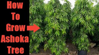 How to Grow Ashoka Tree Fast  Polyalthia Longifolia  Ashoka Tree Plantation [upl. by Nalhsa693]