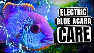 Electric Blue Acara Care Everything You NEED To Know [upl. by Lakim928]