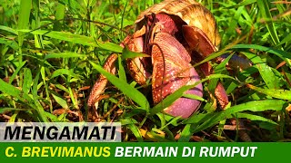 Kelomang Coenobita Brevimanus Bermain di Rerumputan  Relaxing Video  Crabpedia [upl. by Odlawso]