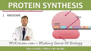 Protein Synthesis  Post 16 Biology A Level PreU IB AP Bio [upl. by Lenore]