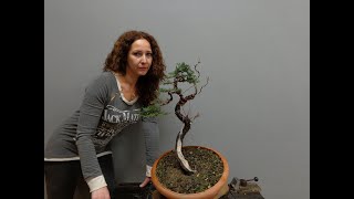 Elsa Boudouri  Cupressus sempervirens quotMission amp Legendsquot Bonsai Styling Video Contest  Part 1 [upl. by Glynda]