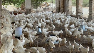 Pakistan Poultry Farm  Pakistan Production  Pakistan farming  part 6 [upl. by Stromberg]