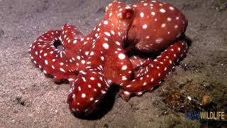 Callistoctopus macropus [upl. by Eveneg442]