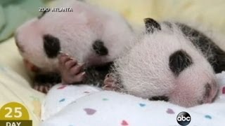 Baby Panda Twins Adorable First Moments  CUTE ANIMALS Episode 8 [upl. by Ajiat]