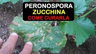 PERONOSPORA ZUCCHINE COME CURARLA [upl. by Uehttam840]