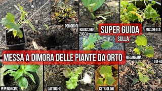 SUPER GUIDA TRAPIANTARE in ORTO e VASO le PIANTE nate e cresciute in serretta riscaldata 🍅🍆🌶🎃 [upl. by Lechar112]