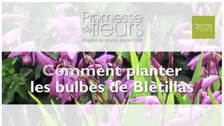 Planter des Orchidée rustiques  les Bletillas [upl. by Elbart586]