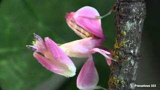 Orchid Mantis  Super PINK [upl. by Jordain216]