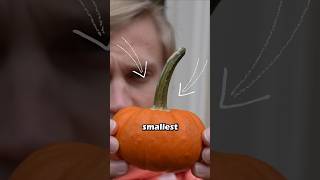 Carving the Worlds Smallest Pumpkin Halloween pumpkin tiny [upl. by Dias]