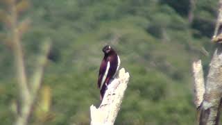 Pompadour Cotinga Xipholena punicea Anambépompadora [upl. by Snider162]