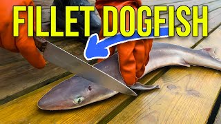 Filleting Dogfish Complete Guide by Fisherman Safety Tips and Full Boneless Fillet Breakdown [upl. by Diver]