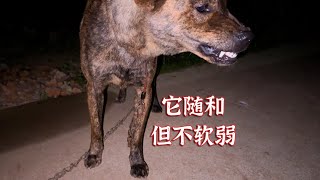 一岁多的虎斑犬，开始有主权意识了 [upl. by Ginevra]